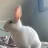 SunriseHamster96